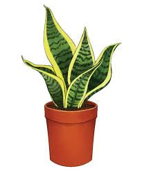 Snake plant ( yellow and green tone)