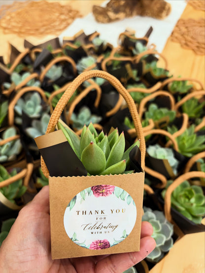 Succulent Event Favour
