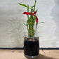 Fengshui Bamboo Plant (7 Stalks)