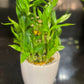 Feng Shui birthday cake 36 stems