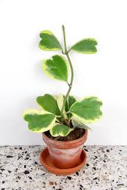 Hoya Kerrii Reverse Assorted – 6" Grower Container | Rare Variegated Heart Leaf Hoya Plant