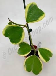 Hoya Kerrii Reverse Assorted – 6" Grower Container | Rare Variegated Heart Leaf Hoya Plant