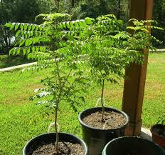 can curry leaf plant grow in pot Curry leaf growing pot – Plant Club