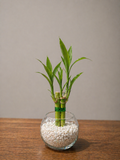 Lucky Bamboo Plant Favors in Glass Vase – Elegant Corporate & Event Gifts