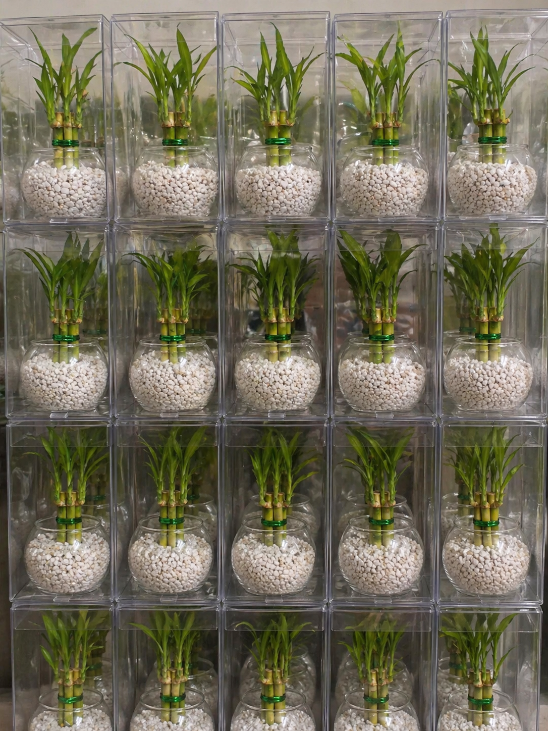 Lucky Bamboo Plant Favors in Glass Vase – Elegant Corporate & Event Gifts