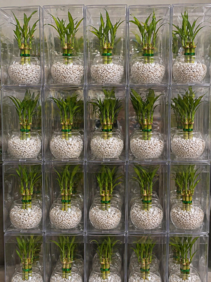 Lucky Bamboo Plant Favors in Glass Vase – Elegant Corporate & Event Gifts