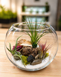 DIY Air Plant Terrarium Kit – 8” Glass Vase with Air Plants, Stones, Sand & Moss