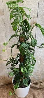 MONSTERA ADANSONII SWISS CHEESE VINE