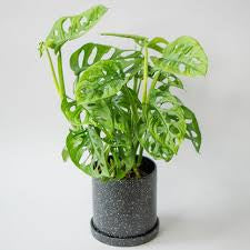 monstera adansonii nz MONSTERA ADANSONII SWISS CHEESE VINE – Plant Club