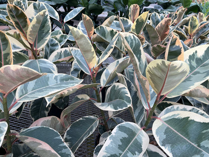 Ficus Rubber Plant Variegated (4”Grower Pot)