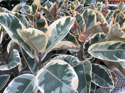 Ficus Rubber Plant Variegated (4”Grower Pot)