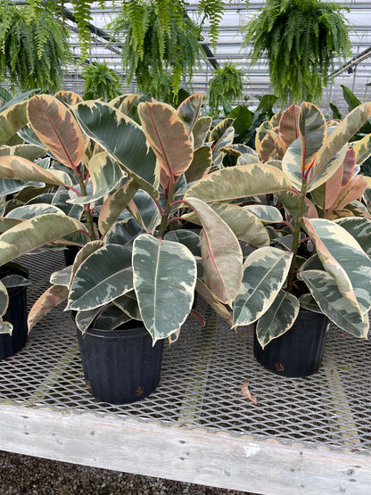 Ficus Rubber Plant Variegated (4”Grower Pot)