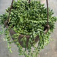 String of tears 6” growing pot