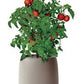 Root Farm ( a complete Hydroponic system)