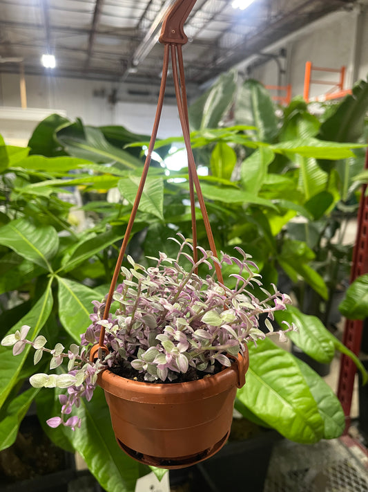 Pink Panther Plant 5” Grower Container | Colorful Indoor Foliage Plant for Sale