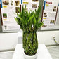 Pineapple shape Lucky bamboo