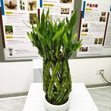 Pineapple shape Lucky bamboo