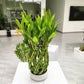 Pineapple shape Lucky bamboo