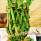 Pineapple shape Lucky bamboo