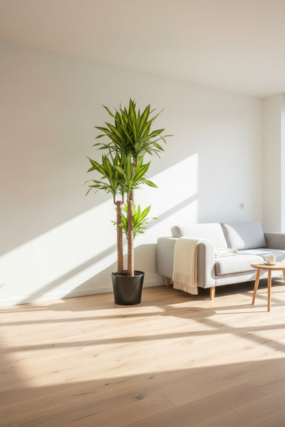 Dracaena Corn Plant (Dracaena Fragrans ‘Massangeana’) – Yellow Stripe Indoor Plant