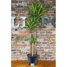 Dracaena Corn Plant (Dracaena Fragrans ‘Massangeana’) – Yellow Stripe Indoor Plant