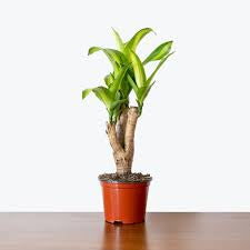 Dracaena Corn Plant (Dracaena Fragrans ‘Massangeana’) – Yellow Stripe Indoor Plant