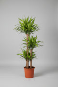 Dracaena Corn Plant (Dracaena Fragrans ‘Massangeana’) – Yellow Stripe Indoor Plant
