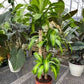 Dracaena corn plant