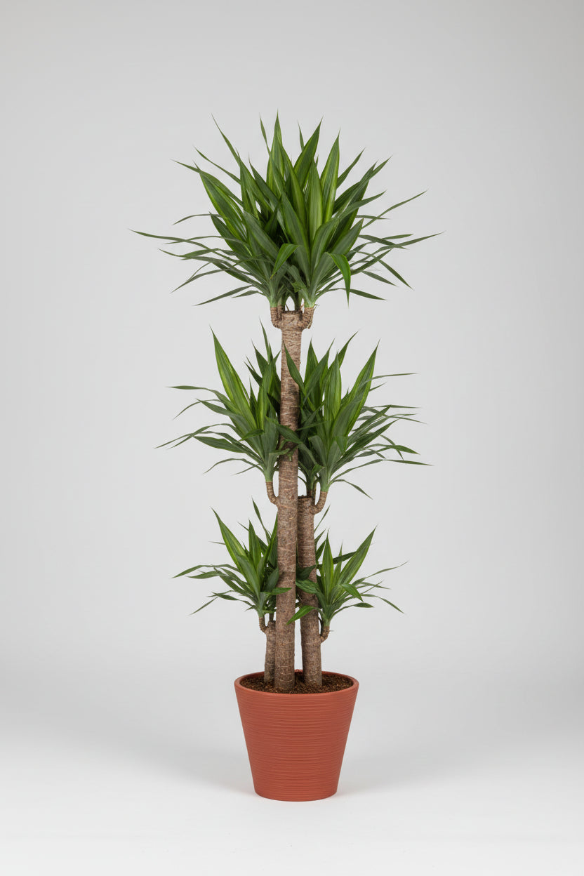 dracaena fragrans ikea Dracaena Corn Plant (Dracaena Fragrans 'Massangeana') – Yellow Stripe – Plant Club