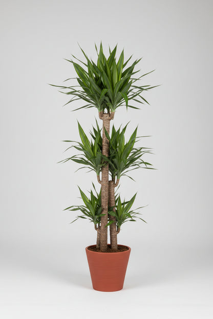 Dracaena Corn Plant (Dracaena Fragrans ‘Massangeana’) – Yellow Stripe Indoor Plant