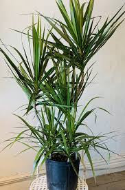 dracaena marginata bicolor care Dracaena Marginata Bicolor – Plant Club