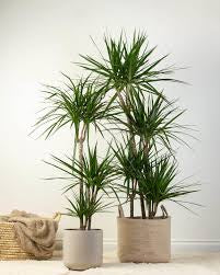 dracaena marginata bicolor Dracaena Marginata Bicolor – Plant Club