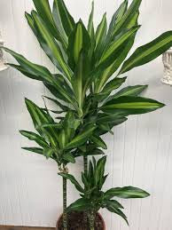 vigoro dracaena golden Draceana Green (Vigoro Dracaena Cintho Variegated )in growing pot – Plant Club
