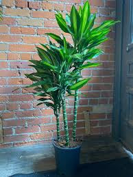 Draceana Green (Vigoro Dracaena Cintho Variegated )in growing pot – Plant  Club