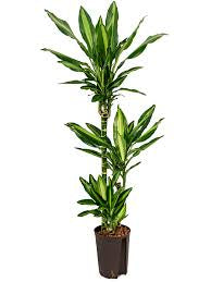 vigoro dracaena Draceana Green (Vigoro Dracaena Cintho Variegated )in growing pot – Plant  Club