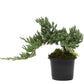 Juniper Bonsai in 4” growing pot