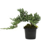 Juniper Bonsai in 4” growing pot