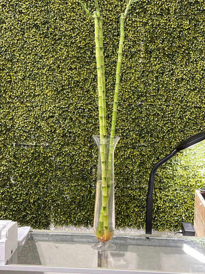 3 feet straight lucky bamboo small leaves ( bundle of three)vase not included