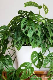 monstera adansonii canada Monstera Adansonii Swiss Cheese Vine – Plant Club