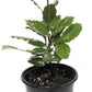 Bay leaf (Bay laurel )