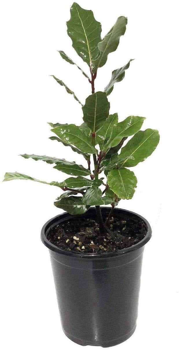 Bay leaf (Bay laurel )