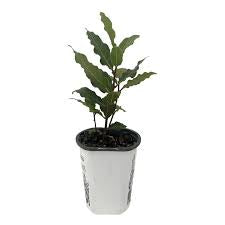 Bay leaf (Bay laurel )