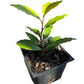 Bay leaf (Bay laurel )