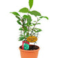 Bay leaf (Bay laurel )
