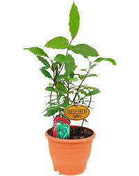 Bay leaf (Bay laurel )