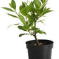 Bay leaf (Bay laurel )