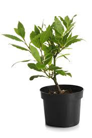 Bay leaf (Bay laurel )