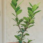 Bay leaf (Bay laurel )