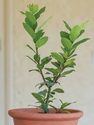 Bay leaf (Bay laurel )
