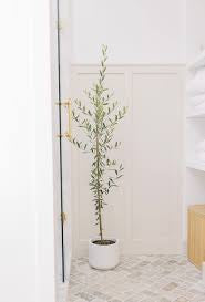 Olive Tree in Nursery Container Online | Premium Olive Plants